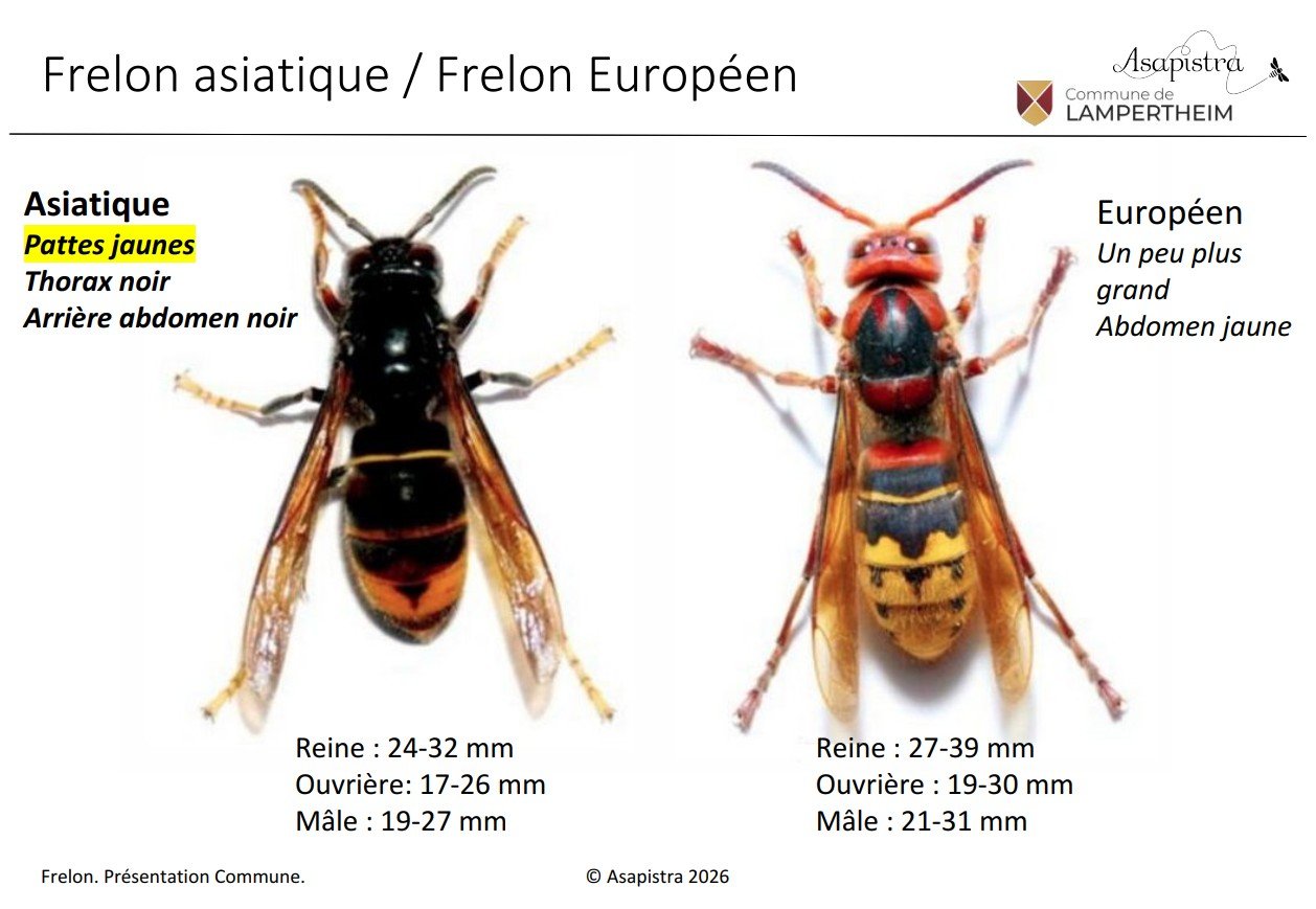 frelons_1 frelons_1